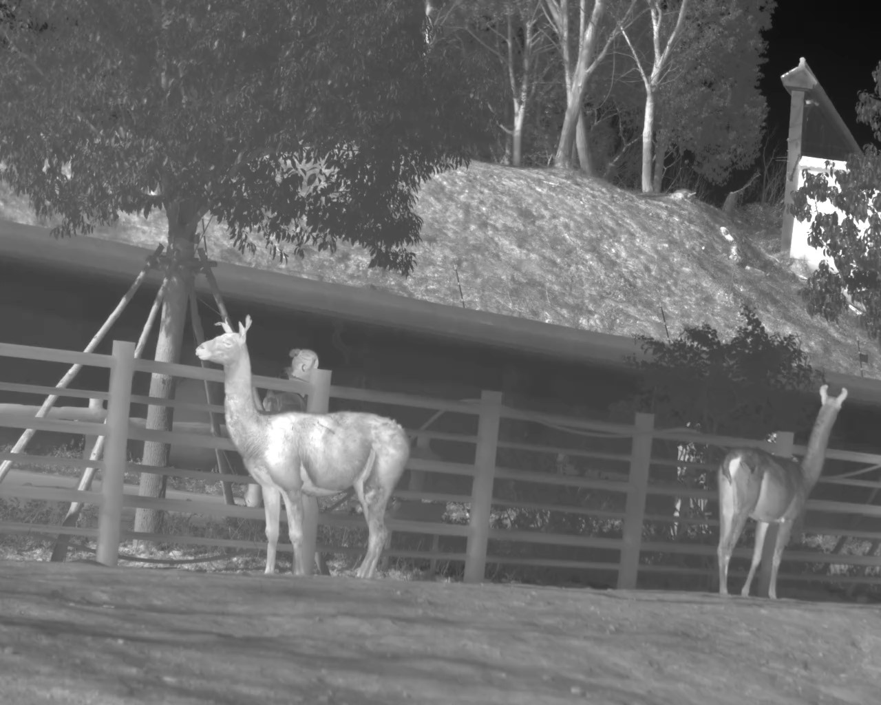 Invisible Guardians: How Infrared Technology Reveals the Nocturnal World